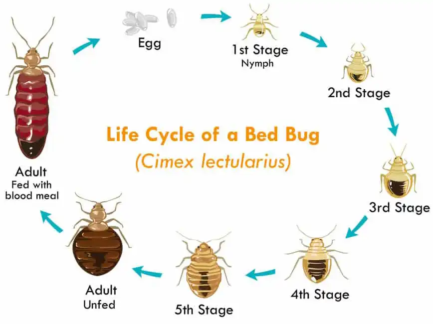 Bed-Bug-Cycle