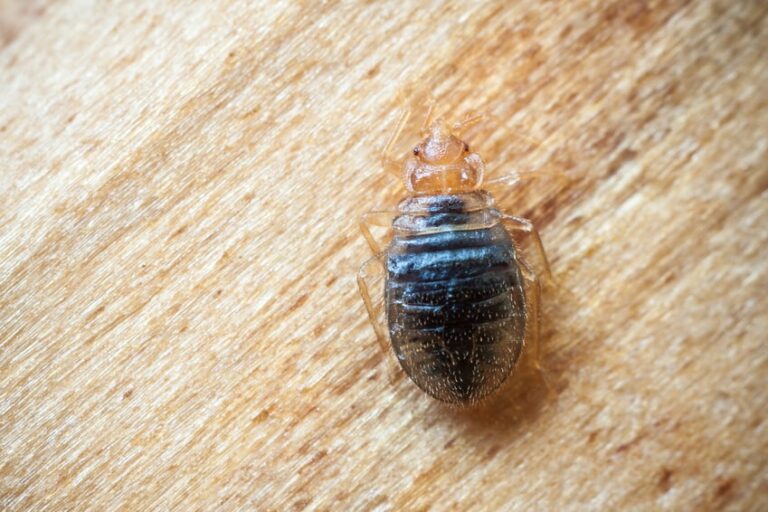 Kill It With Heat: Why Heat Treatment Is so Effective for Bed Bugs