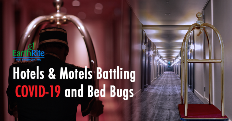 Hotels and Motels Battling COVID-19 and Bed Bugs