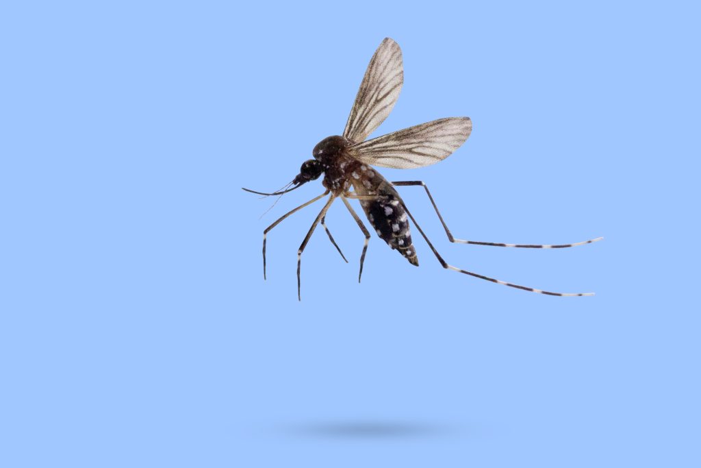 Do Fans Really Help With Mosquitoes on Ohio Patios?